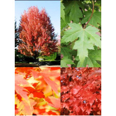 Клен Фрімана Отам Блейз | Acer freemanii Autumn Blaze | Клен Фримана Отам Блейз