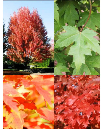 Клен Фрімана Отам Блейз | Acer freemanii Autumn Blaze | Клен Фримана Отам Блейз