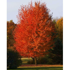 Клен Фрімана Отам Блейз | Acer freemanii Autumn Blaze | Клен Фримана Отам Блейз
