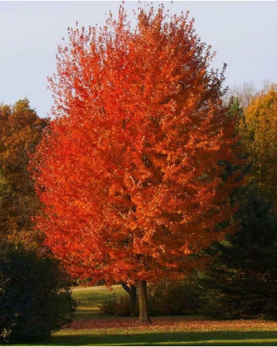 Клен Фрімана Отам Блейз | Acer freemanii Autumn Blaze | Клен Фримана Отам Блейз