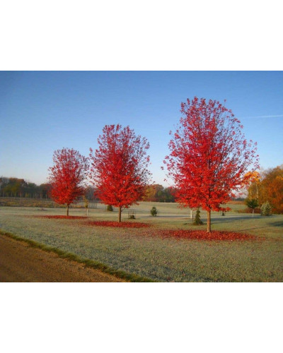 Клен Фрімана Отам Блейз | Acer freemanii Autumn Blaze | Клен Фримана Отам Блейз