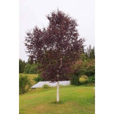 Береза повисла Пурпуреа | Береза повислая Пурпуреа | Betula pendula Purpurea