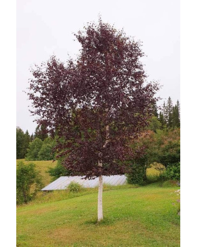 Береза повисла Пурпуреа | Береза повислая Пурпуреа | Betula pendula Purpurea