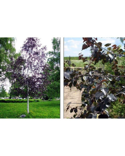 Береза повисла Пурпуреа | Береза повислая Пурпуреа | Betula pendula Purpurea