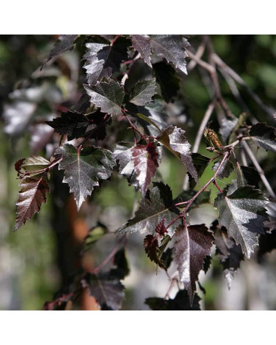 Береза повисла Пурпуреа | Береза повислая Пурпуреа | Betula pendula Purpurea
