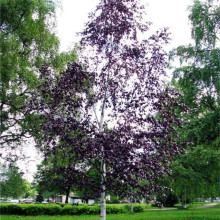 Береза повисла Пурпуреа | Береза повислая Пурпуреа | Betula pendula Purpurea