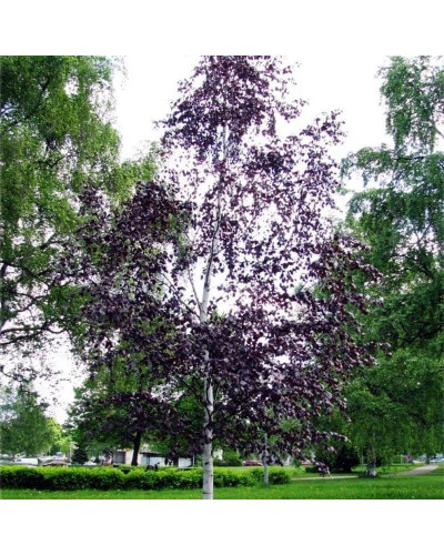 Береза повисла Пурпуреа | Береза повислая Пурпуреа | Betula pendula Purpurea