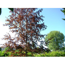 Береза повисла Пурпуреа | Береза повислая Пурпуреа | Betula pendula Purpurea