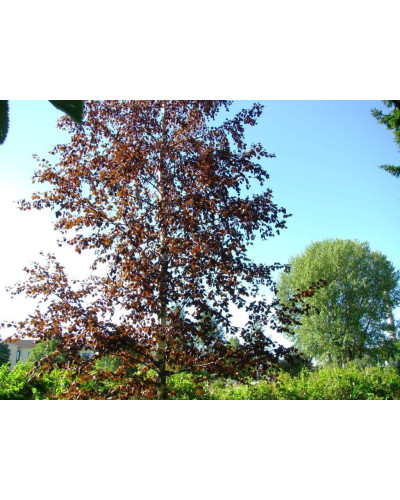 Береза повисла Пурпуреа | Береза повислая Пурпуреа | Betula pendula Purpurea