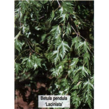 Береза Плакуча Лациніата | Береза плакучая Лациниата | Betula pendula Laciniata