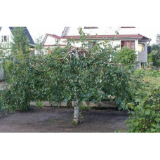 Береза Плакуча Лациніата | Береза плакучая Лациниата | Betula pendula Laciniata