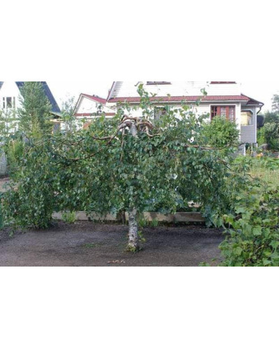 Береза Плакуча Лациніата | Береза плакучая Лациниата | Betula pendula Laciniata