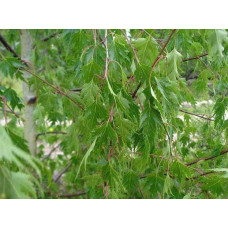 Береза Плакуча Лациніата | Береза плакучая Лациниата | Betula pendula Laciniata