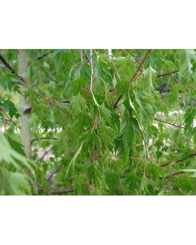 Береза Плакуча Лациніата | Береза плакучая Лациниата | Betula pendula Laciniata