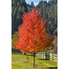 Клен червоний Октобер Глорі | Acer rubrum October Glory | Клён красный Октобер Глори