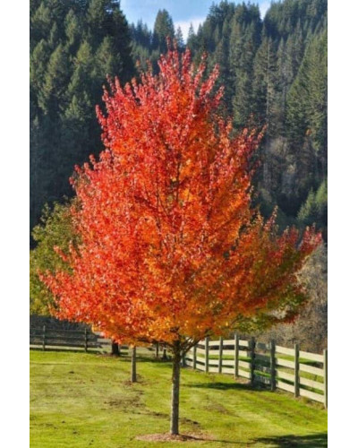 Клен червоний Октобер Глорі | Acer rubrum October Glory | Клён красный Октобер Глори