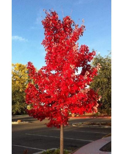 Клен червоний Октобер Глорі | Acer rubrum October Glory | Клён красный Октобер Глори