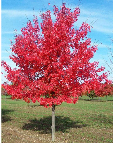 Клен червоний Октобер Глорі | Acer rubrum October Glory | Клён красный Октобер Глори