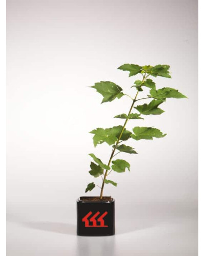 Клен червоний Октобер Глорі | Acer rubrum October Glory | Клён красный Октобер Глори