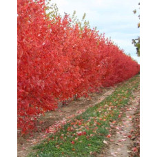 Клен червоний Октобер Глорі | Acer rubrum October Glory | Клён красный Октобер Глори