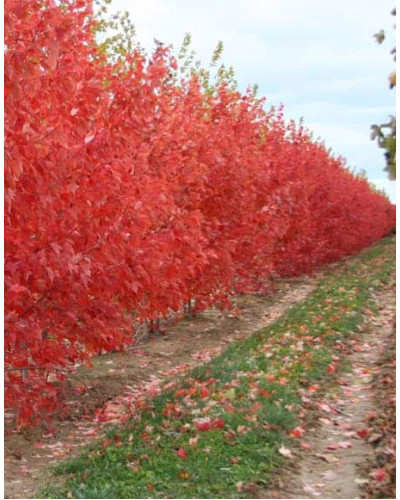 Клен червоний Октобер Глорі | Acer rubrum October Glory | Клён красный Октобер Глори