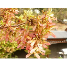 Клен червоний Октобер Глорі | Acer rubrum October Glory | Клён красный Октобер Глори