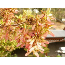 Клен червоний Октобер Глорі | Acer rubrum October Glory | Клён красный Октобер Глори