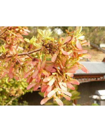 Клен червоний Октобер Глорі | Acer rubrum October Glory | Клён красный Октобер Глори
