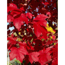 Клен червоний Октобер Глорі | Acer rubrum October Glory | Клён красный Октобер Глори