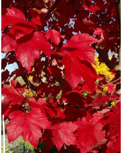 Клен червоний Октобер Глорі | Acer rubrum October Glory | Клён красный Октобер Глори