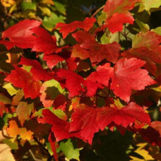 Клен червоний Октобер Глорі | Acer rubrum October Glory | Клён красный Октобер Глори
