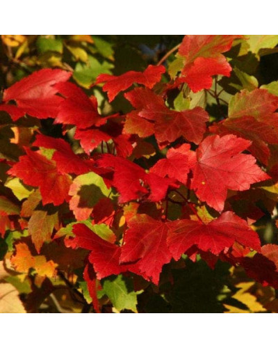 Клен червоний Октобер Глорі | Acer rubrum October Glory | Клён красный Октобер Глори