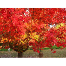 Клен червоний Октобер Глорі | Acer rubrum October Glory | Клён красный Октобер Глори