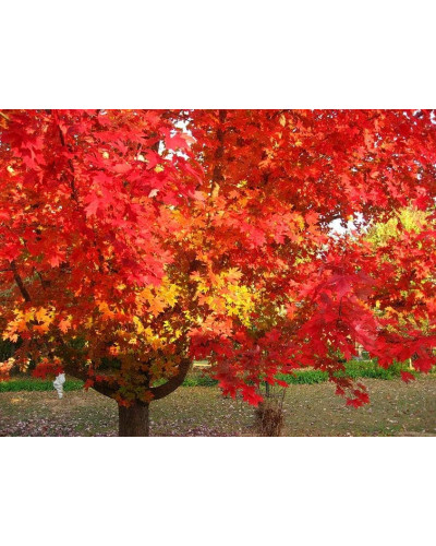 Клен червоний Октобер Глорі | Acer rubrum October Glory | Клён красный Октобер Глори