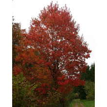 Клен червоний Октобер Глорі | Acer rubrum October Glory | Клён красный Октобер Глори