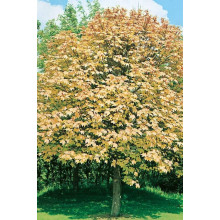 Клен псевдоплатановий / Явір Брілліантіссімум | Acer pseudoplatanus Brilliantissimum | Клён ложноплатановый / Явор Бриллиантиссимум