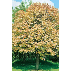 Клен псевдоплатановий / Явір Брілліантіссімум | Acer pseudoplatanus Brilliantissimum | Клён ложноплатановый / Явор Бриллиантиссимум