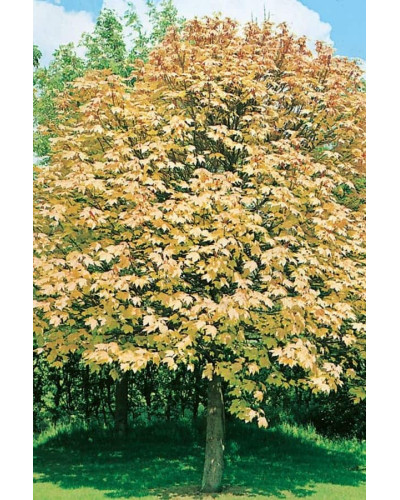 Клен псевдоплатановий / Явір Брілліантіссімум | Acer pseudoplatanus Brilliantissimum | Клён ложноплатановый / Явор Бриллиантиссимум