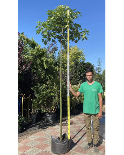 Клен псевдоплатановий / Явір Брілліантіссімум | Acer pseudoplatanus Brilliantissimum | Клён ложноплатановый / Явор Бриллиантиссимум
