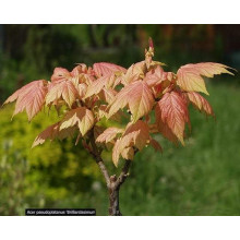 Клен псевдоплатановий / Явір Брілліантіссімум | Acer pseudoplatanus Brilliantissimum | Клён ложноплатановый / Явор Бриллиантиссимум
