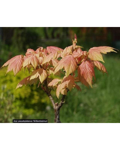 Клен псевдоплатановий / Явір Брілліантіссімум | Acer pseudoplatanus Brilliantissimum | Клён ложноплатановый / Явор Бриллиантиссимум