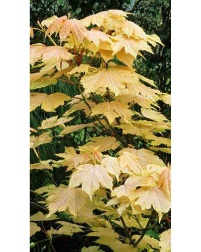 Клен псевдоплатановий / Явір Брілліантіссімум | Acer pseudoplatanus Brilliantissimum | Клён ложноплатановый / Явор Бриллиантиссимум