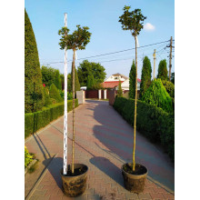 Клен псевдоплатановий / Явір Брілліантіссімум | Acer pseudoplatanus Brilliantissimum | Клён ложноплатановый / Явор Бриллиантиссимум