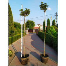 Клен псевдоплатановий / Явір Брілліантіссімум | Acer pseudoplatanus Brilliantissimum | Клён ложноплатановый / Явор Бриллиантиссимум