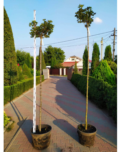 Клен псевдоплатановий / Явір Брілліантіссімум | Acer pseudoplatanus Brilliantissimum | Клён ложноплатановый / Явор Бриллиантиссимум