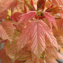 Клен псевдоплатановий / Явір Брілліантіссімум | Acer pseudoplatanus Brilliantissimum | Клён ложноплатановый / Явор Бриллиантиссимум