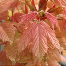 Клен псевдоплатановий / Явір Брілліантіссімум | Acer pseudoplatanus Brilliantissimum | Клён ложноплатановый / Явор Бриллиантиссимум