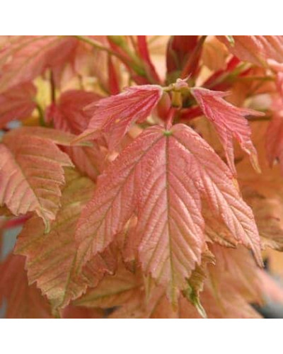Клен псевдоплатановий / Явір Брілліантіссімум | Acer pseudoplatanus Brilliantissimum | Клён ложноплатановый / Явор Бриллиантиссимум