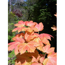Клен псевдоплатановий / Явір Брілліантіссімум | Acer pseudoplatanus Brilliantissimum | Клён ложноплатановый / Явор Бриллиантиссимум