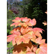 Клен псевдоплатановий / Явір Брілліантіссімум | Acer pseudoplatanus Brilliantissimum | Клён ложноплатановый / Явор Бриллиантиссимум